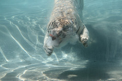 Tigre blanco en el agua