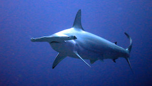 tiburón martillo