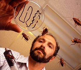 cucaracha