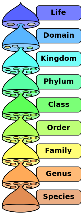 taxonomía 