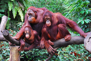 familia
