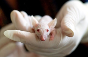 ratones