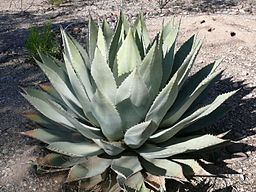 Planta de agave