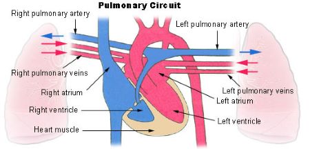 pulmones y vasos sanguíneos