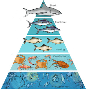 pirámide alimenticia marina