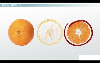 comparando tres capas de naranja con meninges