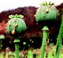 Plantas de opio