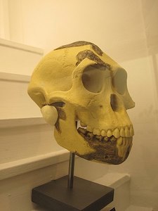 Se exhibe una fotografía de un cráneo de homínido parcialmente reconstruido.