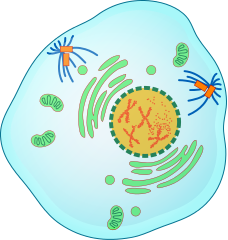 Profase