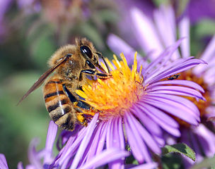 Abeja polinizando una flor violeta