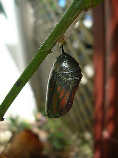 crisálida de una mariposa monarca