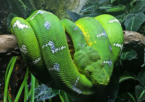 boa arbol esmeralda