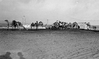 Camellos