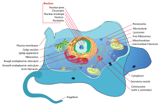 Estructura celular eucariota