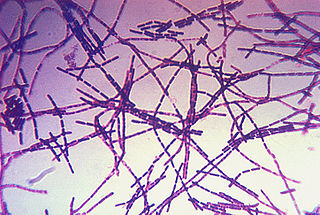 B. anthracis bajo el microscopio