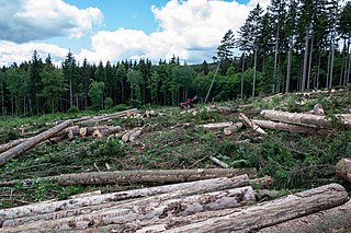 Destrucción de un bosque templado caducifolio mostrando árboles talados.