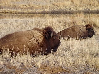 Bisonte