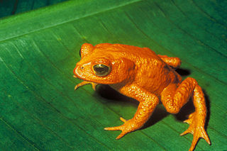 Rana