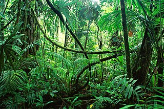 Figura 2: Bosque lluvioso tropical que muestra biodiversidad y un exuberante follaje verde.