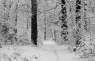Figura 4: Temporada de nieve invernal en un bosque templado caducifolio.