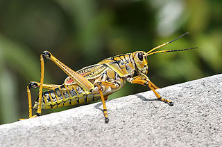 Saltamontes
