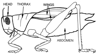 Saltamontes, con la cabeza, el tórax, las alas y el abdomen etiquetados