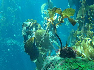 Kelp en roca