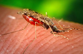 Mosquito que causa infecciones parasitarias