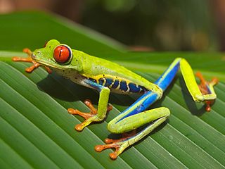 Rana arborícola de ojos rojos y ecología 
