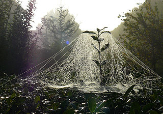 araña