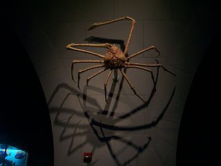Monte del cangrejo araña japonés en un museo