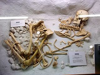Los huesos ahora se pueden fechar con Radiocarbon Dating.