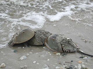 Tres cangrejos herradura agrupados en la playa