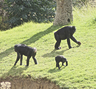 Miembros del grupo Bonobo