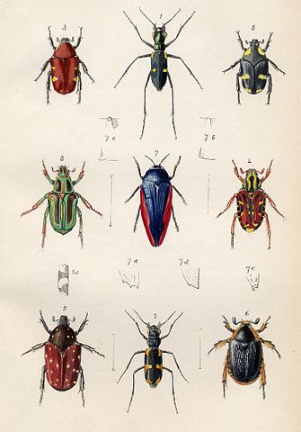 Escarabajos