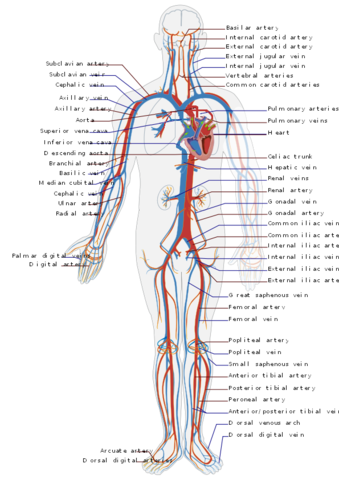 sistema cardiovascular