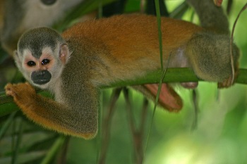 Mono ardilla centroamericano