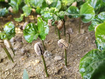 Una planta en germinación que brota del suelo o del suelo.