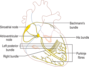 sistema de conducción del corazón