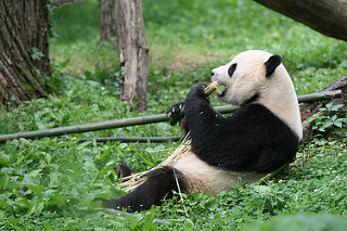Panda gigante comiendo bambú duro