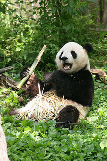 Panda gigante usando seis dedos