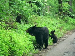 Osos negros en el bosque