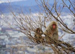 Macaco japonés y bebé