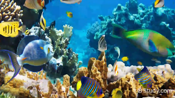 Arrecife de coral