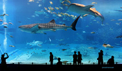 Acuario