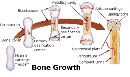 Osteogénesis endocondral