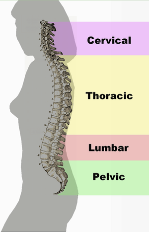 columna espinal