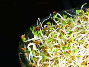 brotes de alfalfa