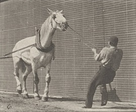 Caballo_Hombre_Tirando