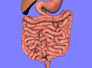 intestino delgado y grueso.